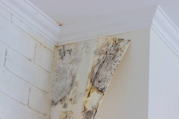 Best 24-hour water damage restoration  in Arlington Heights, IL